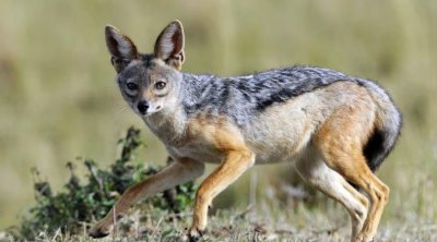 Ucarda çaqqalın sakinlərə xəsarət yetirməsinin TƏFƏRRÜATI: Qonşusunu müdafiə etdi, öz həyətində hücuma məruz qaldı