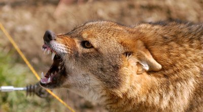 Ucarda çaqqalın sakinlərə xəsarət yetirməsinin TƏFƏRRÜATI