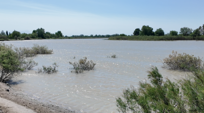 "Dəli Kür" sakitləşməyə başlayır: Zərdabda son vəziyyət &ndash; VİDEO