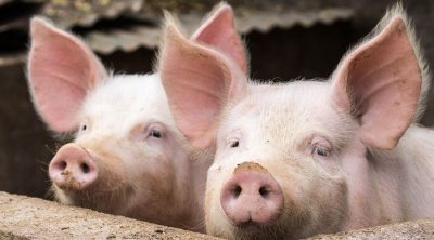 Estoniyada &ldquo;donuz ciyiltisi&rdquo; üzrə çempionat keçirildi - VİDEO