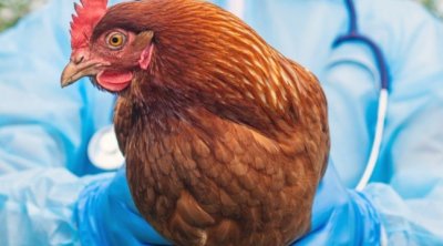 Azərbaycanda quş qripi və Nyukasl xəstəliyi aşkarlanıb? &ndash; RƏSMİ