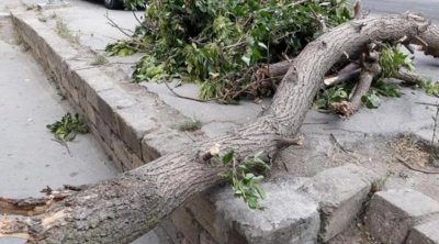 Bakıda güclü külək səbəbindən 34 ağac AŞIB