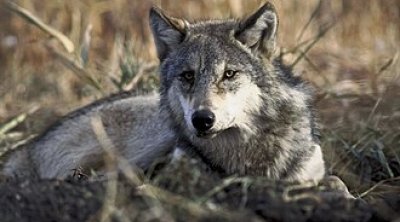 Qaxda canavarlar qoyunları parçalayıb