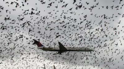 Sərnişin təyyarəsi havaya qalxdıqdan dərhal sonra quş dəstəsi ilə toqquşdu
