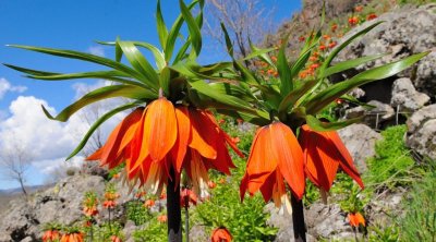 Bu gülü dərənləri 27 min manat cərimə GÖZLƏYİR