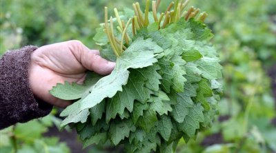 Üzüm yarpağı quru halda bankaya necə qoyulur?