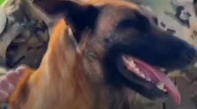 İtin paraşütlə tullanmağı trend oldu - VİDEO