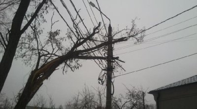 Zaqatalada ağacların arasından keçən elektrik naqilləri &ndash; FOTO