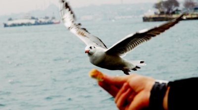 Yaxşı niyyət, pis nəticə: Quşları çörək qırıntıları ilə bəsləməyin ölümcül təhlükəsi