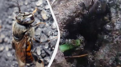 Dünyada bir İLK: Həşəratlara hüquq verildi, artıq məhkəməyə müraciət edə bilərlər