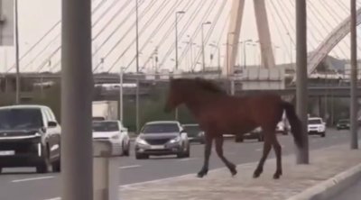 Bu da &ldquo;Koroğlu&rdquo;nun atı &ndash; VİDEO