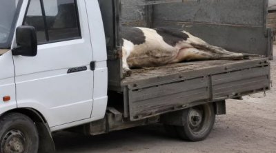 Şəmkirdə "Qazel"dən başı kəsilmiş inək tapıldı: 2 nəfər HƏBS OLUNDU