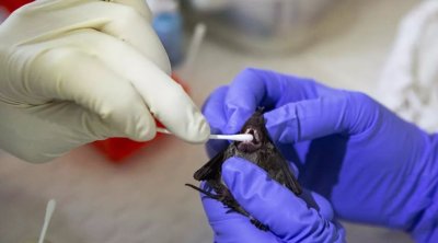 Tailandda yarasalarda yeni koronavirusun olduğu təsdiqləndi
