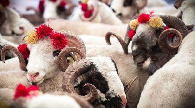 Qurban bayramı yaxınlaşır - Heyvan bazarında qiymətlər necədir?