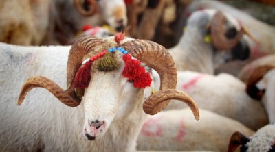 Qurban bayramı ilə bağlı qaydalar AÇIQLANDI