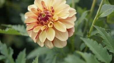 Latviyada "Bakı" adlı yeni "dahlia" sortu çiçəyi yaradıldı – FOTO