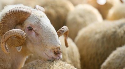Qurban kəsərkən edilən böyük səhvlər - İllərdir yanlış bilirmişik