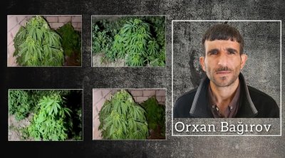 Salyanda çətənə kolları yetişdirən keçmiş məhkum saxlanıldı