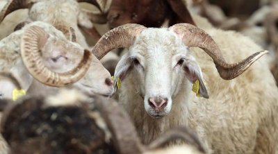 Bayram günü Azərbaycanda nə qədər qurban kəsilib?