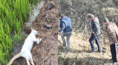 Zaqatalada əkin sahəsində kütləvi TƏLƏFAT: Suya elektrik cərəyanı verdilər - VİDEO