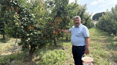Yeddi il əvvəl əkməyə başladı - İndi hər ağacdan 300 kq məhsul götürür &ndash; FOTO