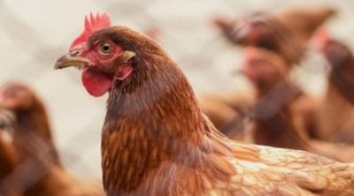 Toyuğunu öldürdüyünə görə dostunu BALTALADI