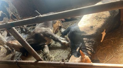 Cəlilabadda heyvanlar arasında naməlum xəstəlik yayıldı – Heyvanlar tələf olur - FOTO