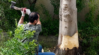 Həyətindəki ağacı kəsən şəxs cərimə oluna bilər?