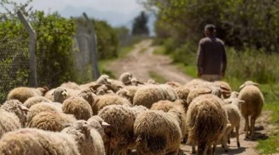 Salyanda çoban 85 baş qoyunla birlikdə itkin düşdü - FOTO
