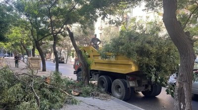 Küləkli hava ilə bağlı Bakıda aşan ağacların sayı MƏLUM OLDU - FOTO