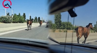 Bakıda magistralla qaçan cins atlar kimindir? - VİDEO