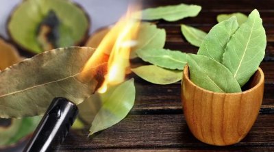 Hər axşam dəfnə yarpağını yandıranda nə baş verir?