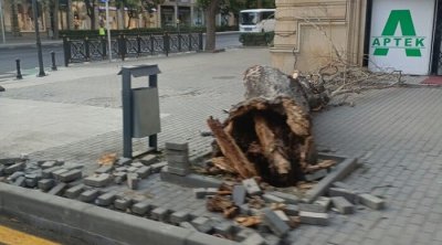 Bakıda güclü külək ağacı aşırdı - Foto