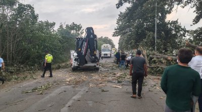 Cəlilabadda ağac avtomobilin üzərinə aşdı - FOTO