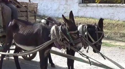 Ağdamda avtomobil eşşək arabası ilə toqquşdu - Xəsarət alanlar var
