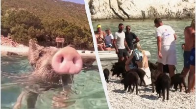 Bu adada donuzlar dənizdə turistlərlə birlikdə çimir - VİDEO