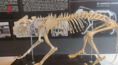 Bakıda ailə faciəsi törədən şirin skeleti burada saxlanılır &ndash; VİDEO