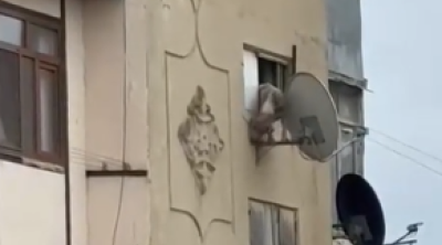 İti pəncərədən atan şəxs polis tərəfindən saxlanıldı - VİDEO