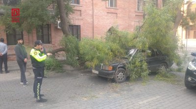 Gəncədə ağacın iri gövdəsi avtomobilin üzərinə düşdü &ndash; FOTO/VİDEO