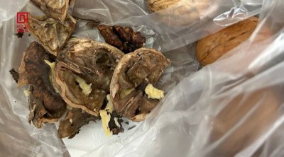 Marketdən “təzə qoz” adı ilə aldığı məhsul xarab çıxdı – FOTO