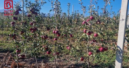 Məhsul boldur, alıcı az... – Qubanın alma bağlarından REPORTAJ – FOTO