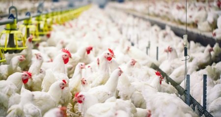 SON DƏQİQƏ! Quş qripi TƏHLÜKƏSİ – Bu ölkələrdən idxal MƏHDUDLAŞDIRILDI