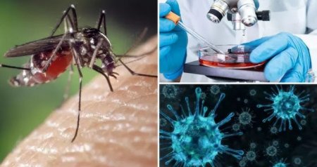Ağcaqanadla gələn ÖLÜM – Təhlükəli virus Biləsuvara ÇATDI