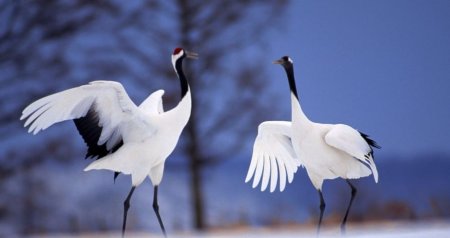 Bundan sonra durnalara mahnılar bəstələnib, şeirlər yazılmayacaq: Təhlükə saçırlar!