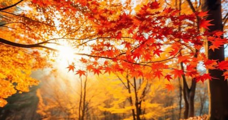 Noyabrda hava necə olacaq? – AYLIQ PROQNOZ