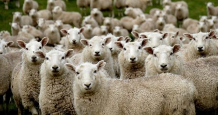 Monqolustandan gətirilən qoyun əti HARAMDIR?