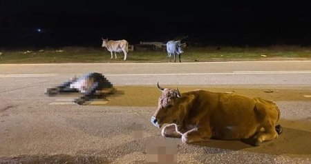 Heyvanların vurduğu zərəri sahibi ödəməlidir? – Hüquqi İZAH