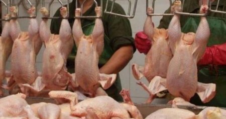 &ldquo;Kənd toyuğu&rdquo; adıyla satılan rənglənmiş toyuqları necə ayırd etmək olar? &ndash; Bu üç üsul həyatınızı xilas edəcək