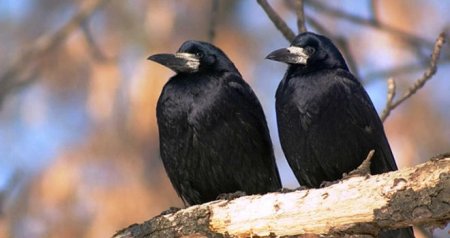 Qarğa qarıldaması nəyə işarədir? &ndash; Dünyanın ən ağıllı quşunun səsində gizlənən HƏQİQƏTLƏR