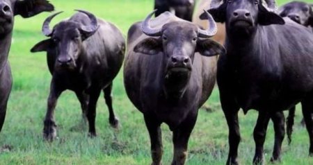 Camışların sayında KƏSKİN AZALMA &ndash; Restoranlarda mal əti adı ilə TƏQDİM OLUNUR?